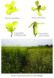 We did not find results for: Flowers Cross Sections And Field Of Eruca Sativa And Brassica Rapa Download Scientific Diagram