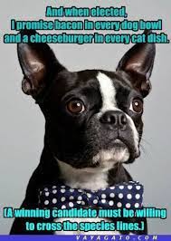 Dog names happy birthday dog dogs terrier brown boston terrier terrier breeds boston terrier dog boston terrier art illustrations boston. Boston Terrier Birthday Memes