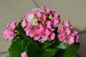 Kalanchoe Ontdek Dit Leuke En Kleurrijke Plantje Gruun