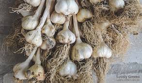 Check spelling or type a new query. How To Grow Organic Garlic Planting Growing Harvesting Lovely Greens