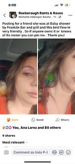 Lost and Found Pet Bird Reunited in Delaware, Maryland, New Jersey, and  Pennsylvania Area