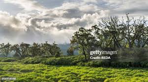 Image result for Hagenia