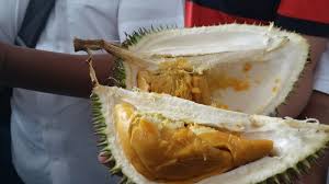 Durian yang sangat dikenal masyarakat dan durian mania karena terkenal hace un año. Rasanya Melebihi Musang King Durian Otak Udang Kasongan Paling Diburu Pecinta Buah Tribun Kalteng