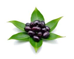 Image result for Syzygium cumini