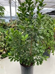 Image result for Ficus demeusei