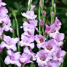 Image result for Gladiolus zambesiacus