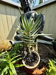 Image result for Aloe bukobana