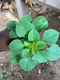 Image result for Acalypha ciliata