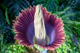 The corpse flower is the largest flower in the world, and one of the stinkiest. Corpse Flower Will Attract Thousands To Toronto S Zoo Rci English
