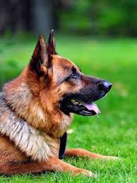 Check spelling or type a new query. Dog Old Mobile Cell Phone Smartphone Wallpapers Hd Desktop Backgrounds 240x320 Images And Pictures