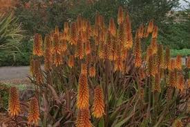 Image result for Aloe cameronii × christianii