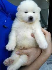 Advice from breed experts to make a safe choice. View Ad Akita Puppy For Sale Near California Rowland Heights Usa Adn 71241