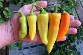 Confused about the banana peppers growing in your yard? When To Pick Banana Peppers Harvesting Banana Peppers