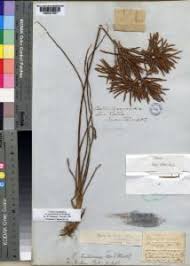 Image result for Pycreus macrostachyus