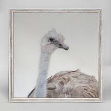 We kicked it around a little bit and thought it would be good. 36 Ostrich Ideas Ostrich Ostriches Pet Birds