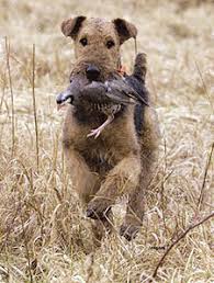 Sep 27, 2017 · free hunting dog classifieds for the upland bird hunter and wetland waterfowl hunter. The Hunting Airedale