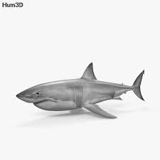 Black And White Shark Design 3d Model Of Great White Shark Hd Great White Shark White Sharks Shark