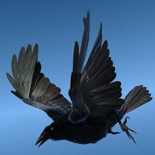 Crow Fully Rigged For Lightwave Crow Photography Crow Crow Bird