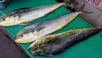 We did not find results for: Mahi Mahi Wikipedia