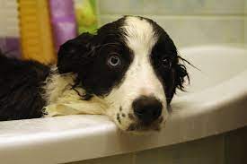 How To Remove Tree Sap From Your Pet S Fur Dr Marty Becker