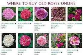 Rosarian david austin breeds and grows english roses, each year crossing 450,000 roses to create 150,000 seedlings that are initially grown. Where To Find And Buy Old Antique And David Austin Roses Online Pallasart Web Design News Austin Tx