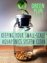 Keeping A Small Scale Aquaponics System Clean Green Plur