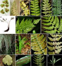Image result for Asplenium pumilum