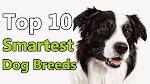 Top 10 Smartest Dogs - Toptenz.net