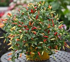 Shu = scoville heat unit (a measure of spiciness) this year i was impressed w/ basket of fire,looks like apointy acorn that turns purple but finishes. Pepper Ornamental Basket Of Fire 1 000 Seeds