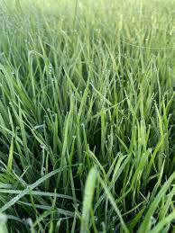 Image result for Lolium