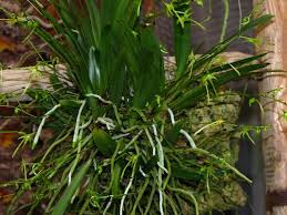 Image result for Angraecum calceolus