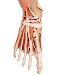 We did not find results for: Illustration Of Human Foot Anatomy On White Background Medical Education Stock Photo 236852432