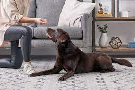 Check spelling or type a new query. How To Train A Labrador Retriever