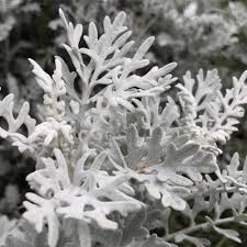 Image result for Jacobaea maritima