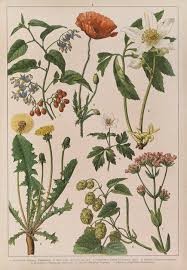 Image result for Sclerocarpus africanus