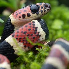 Image result for Loxodera bovonei