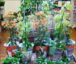 Image result for Kalanchoe latisepala