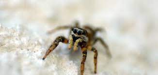 تفسير حلم العنكبوت للعزباء والمتزوجة والحامل spider animals insects