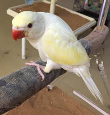 How much does an indian ringneck parrot cost? Creamino Indian Ringneck For Sale Buy Creamino Indian Ringneck