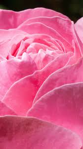 Choose from hundreds of free android wallpapers. Pink Rose Wallpaper Iphone Android Desktop Backgrounds