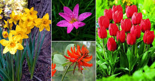 See our list below for symbolic meanings of herbs, flowers, and other plants. List Of The Most Popular Flowers Names In Urdu India Gardening
