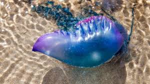 Can extend 165 feet below the surface; Portuguese Man Of War Spread Along English Channel Coast Bbc News