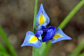 Iris Xiphium Habitat Best Flower Wallpaper