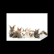 We did not find results for: Group Of Rabbits In A Row Sticker Pixers We Live To Change