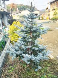 Blue spruce on the among the variety of conifers blue spruce is considered an elite representative of the flora, it has a. The Jonsteen Company 6 Artificial Steel Colorado Blue Spruce Green Walmart Com Walmart Com