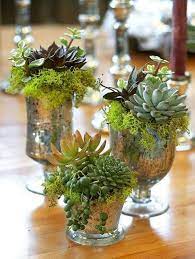 / a differenza delle loro simili, non necessitano di particolari cure, sono resistenti, durature e spesso anche a buon prezzo. Pin Su Plantes Grasses