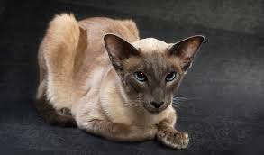 All from the real vets at petmd. Balinese Cat Breed Information