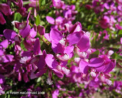 Image result for Polygala stenopetala