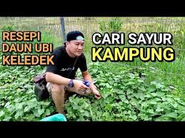 Daun ubi ditumis sangat lezat,mirip cah kangkung,sehat,mudah di dapat,murah meriah, resep tumis daun ubi jalar. Petik Daun Ubi Keledek Bikin Sayur By Lazat Ke Langit