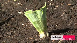 How to propagate purple iris. Iris Care Youtube